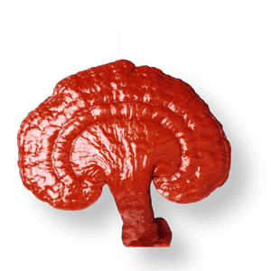 Brain Gano