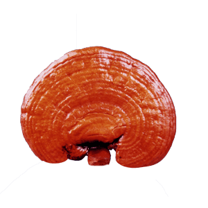 Kimshen Gano