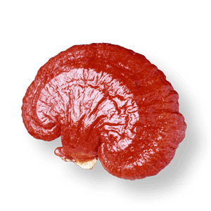 Liver Gano