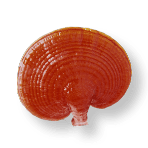 Ruyi Gano