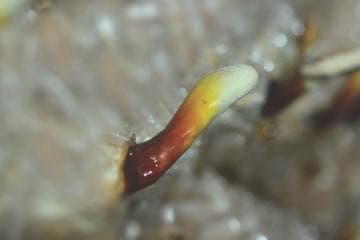 Growing of Deer Horn Ganoderma