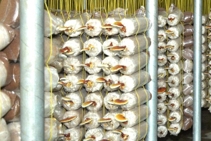 Suspension arrangement of polybags to prevent contamination
