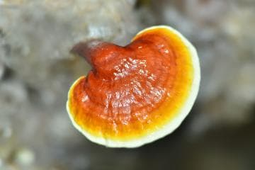 Intermediate Growing Stage